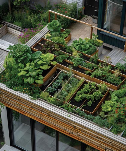 Make Green Your Rooftop with Barnomala Architects